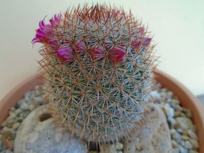 Mammillaria matudae