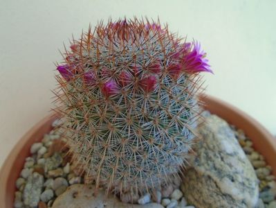 Mammillaria matudae