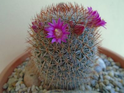 Mammillaria matudae