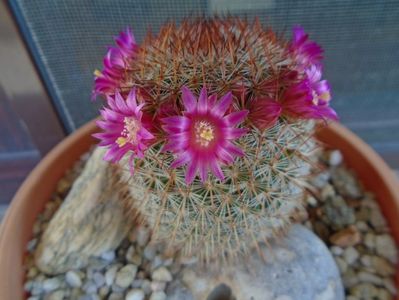 Mammillaria matudae