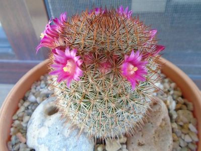 Mammillaria matudae