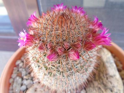 Mammillaria matudae