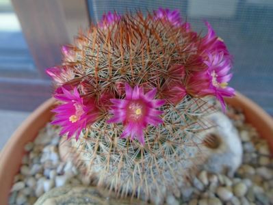 Mammillaria matudae