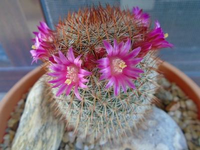 Mammillaria matudae