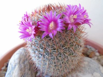 Mammillaria matudae