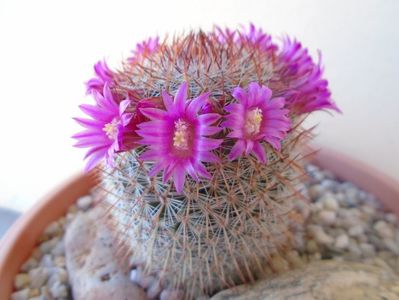 Mammillaria matudae