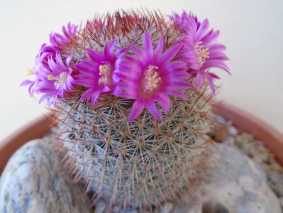 Mammillaria matudae