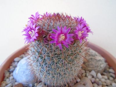 Mammillaria matudae