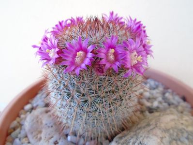 Mammillaria matudae