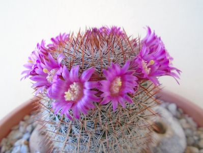 Mammillaria matudae