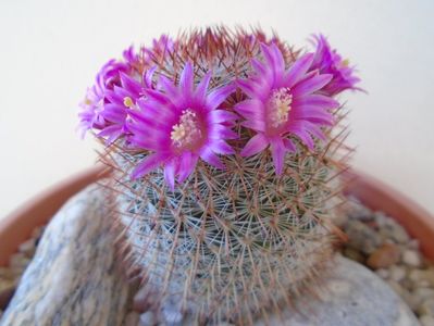 Mammillaria matudae