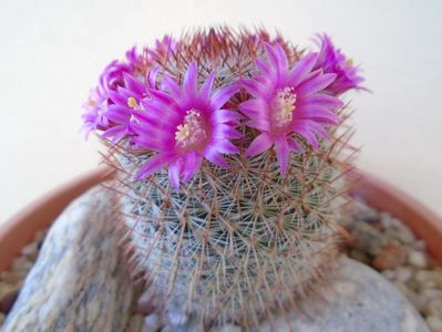 Mammillaria matudae