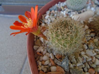 Aylostera (Rebutia) fiebrigii