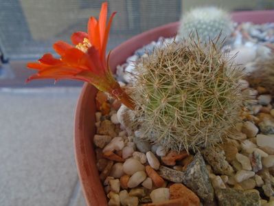 Aylostera (Rebutia) fiebrigii