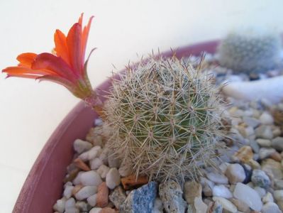 Aylostera (Rebutia) fiebrigii