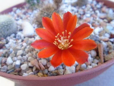 Aylostera (Rebutia) fiebrigii