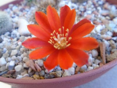 Aylostera (Rebutia) fiebrigii