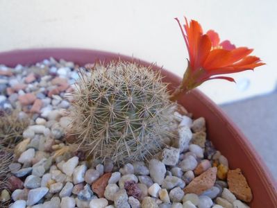 Aylostera (Rebutia) fiebrigii