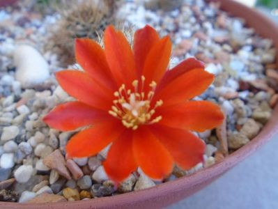 Aylostera (Rebutia) fiebrigii