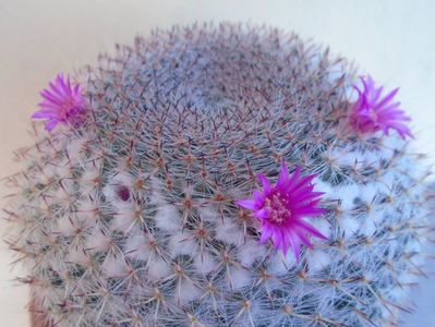 Mammillaria hahniana