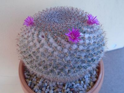 Mammillaria hahniana