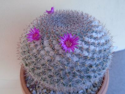 Mammillaria hahniana