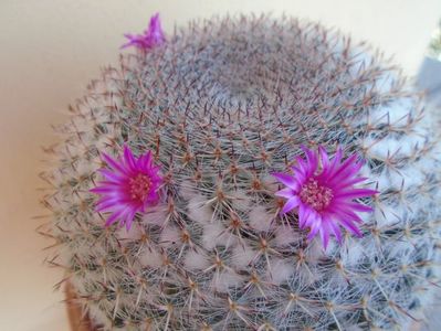 Mammillaria hahniana