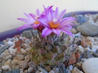 Turbinicarpus viereckii