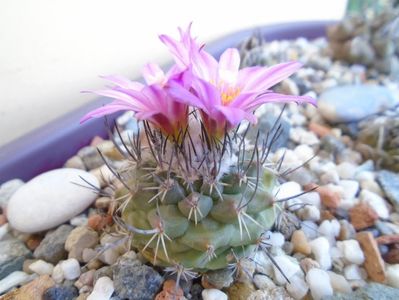 Turbinicarpus viereckii