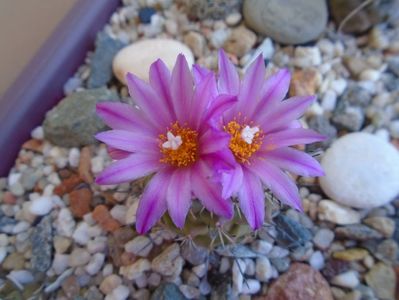 Turbinicarpus viereckii