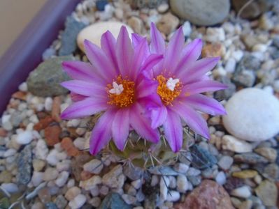 Turbinicarpus viereckii