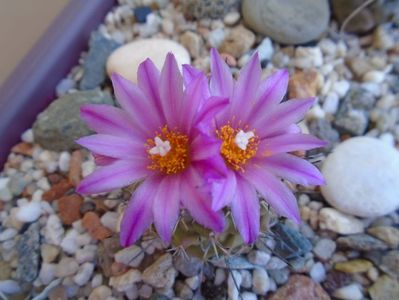 Turbinicarpus viereckii