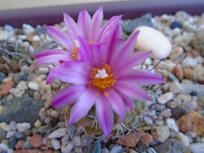 Turbinicarpus viereckii