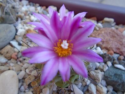 Turbinicarpus viereckii