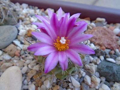 Turbinicarpus viereckii