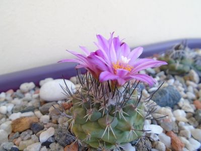 Turbinicarpus viereckii