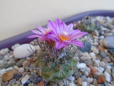 Turbinicarpus viereckii