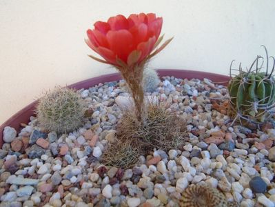 Lobivia arachnacantha ssp. densiseta