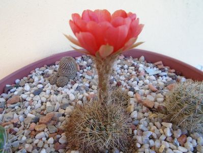 Lobivia arachnacantha ssp. densiseta