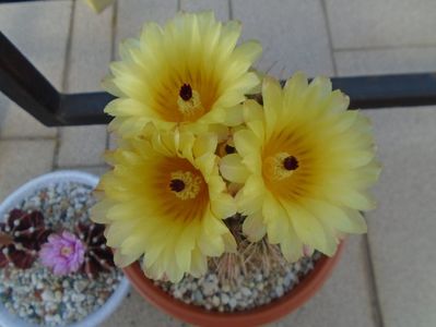 Notocactus bommeljei (Parodia tabularis)