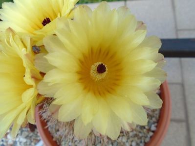 Notocactus bommeljei (Parodia tabularis)