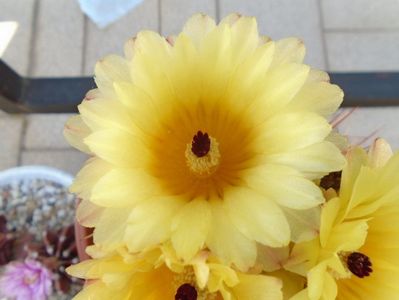 Notocactus bommeljei (Parodia tabularis)