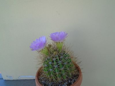 Acanthocalycium spiniflorum