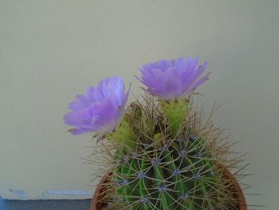 Acanthocalycium spiniflorum