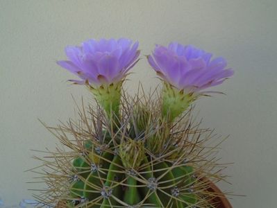 Acanthocalycium spiniflorum