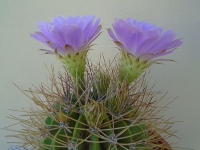 Acanthocalycium spiniflorum