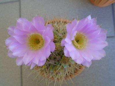 Acanthocalycium spiniflorum