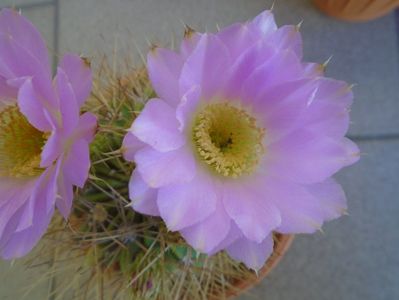 Acanthocalycium spiniflorum