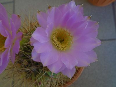 Acanthocalycium spiniflorum