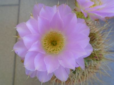 Acanthocalycium spiniflorum